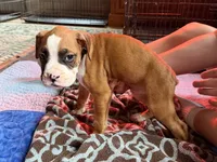 Black collar , a male Boxer for sale in Latham, OH – 5 of 5