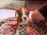 Yellow collar , a female Boxer for sale in Latham, OH – 3 of 4