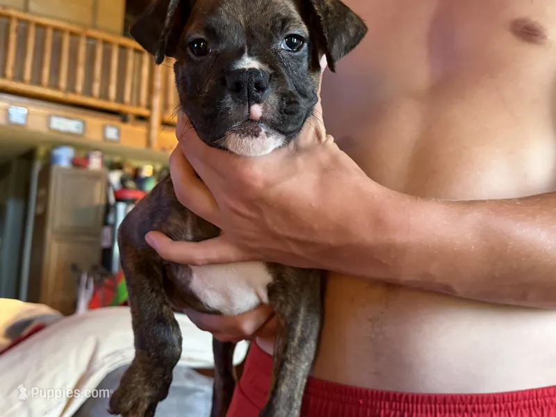Brindle Girl – Boxer puppy for sale in Latham, OH