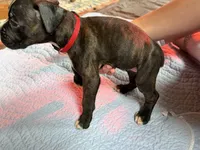 Red collar , a female Boxer for sale in Latham, OH – 2 of 3