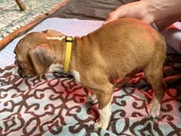 Yellow collar , a female Boxer for sale in Latham, OH – 4 of 4