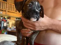 Blue collar Boy, a male Boxer for sale in Latham, OH – 3 of 3