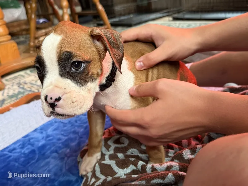 Black collar  – Boxer puppy for sale in Latham, OH