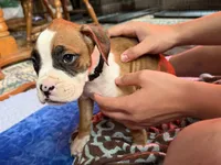 Black collar , a male Boxer for sale in Latham, OH – 1 of 5