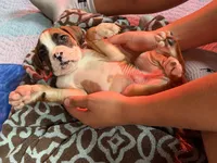 Black collar , a male Boxer for sale in Latham, OH – 3 of 5