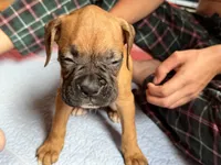Purple collar, a female Boxer for sale in Latham, OH – 2 of 4
