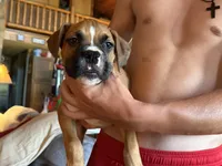 No collar Boy, a male Boxer for sale in Latham, OH – 2 of 3