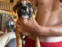No collar Boy, a male Boxer for sale in Latham, OH – 3 of 3