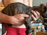 Blue collar Boy, a male Boxer for sale in Latham, OH – 2 of 3