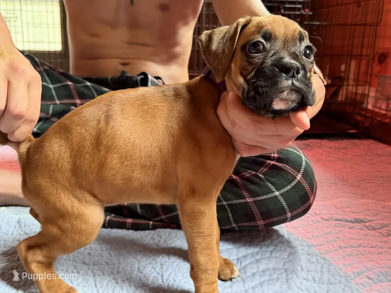 Purple collar – Boxer puppy for sale in Latham, OH