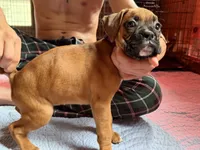 Purple collar, a female Boxer for sale in Latham, OH – 1 of 4