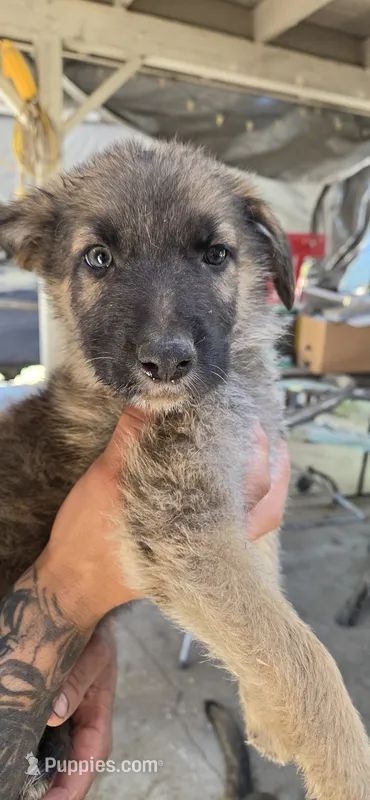 MC Mikey  – German Shepherd Dog, Golden Retriever puppy for sale in Fresno, CA