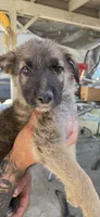 MC Mikey , a male German Shepherd Dog and Golden Retriever for sale in Fresno, CA – 1 of 4