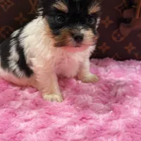 Prada, a female Yorkshire Terrier for sale in Cooper City, FL – Photo 2 of 3