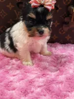 Prada, a female Yorkshire Terrier for sale in Cooper City, FL – Photo 2 of 3