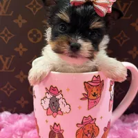 Prada, a female Yorkshire Terrier for sale in Cooper City, FL – Photo 1 of 3