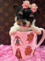 Prada, a female Yorkshire Terrier for sale in Cooper City, FL – Photo 1 of 3