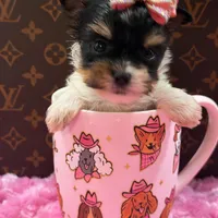 Prada, a female Yorkshire Terrier for sale in Cooper City, FL – Photo 3 of 3