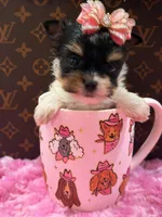 Prada, a female Yorkshire Terrier for sale in Cooper City, FL – Photo 3 of 3