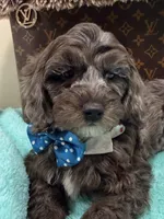 Tim, a male Cavapoo for sale in Cooper City, FL – 8 of 8