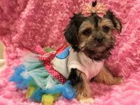 lulu, a female Morkie for sale in Cooper City, FL – 5 of 5