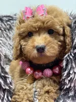 Zoey , a female Miniature Goldendoodle for sale in Cooper City, FL – 2 of 5