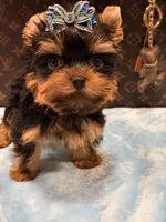 cody, a male Yorkshire Terrier for sale in Cooper City, FL – 6 of 7