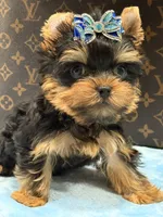 cody, a male Yorkshire Terrier for sale in Cooper City, FL – 3 of 7