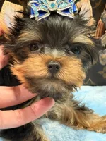 louis , a male Yorkshire Terrier for sale in Cooper City, FL – 2 of 5