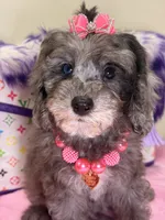 Lola, a female Cavapoo for sale in Cooper City, FL – 8 of 9