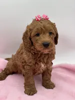 Sasha, a female Miniature Goldendoodle for sale in Cooper City, FL – Photo 3 of 4