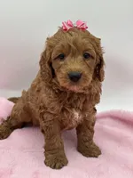 Sasha, a female Miniature Goldendoodle for sale in Cooper City, FL – Photo 4 of 4