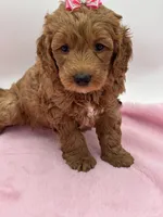 Sasha, a female Miniature Goldendoodle for sale in Cooper City, FL – Photo 2 of 4