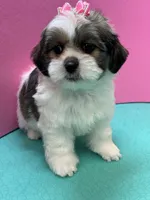 Lucy, a female Mal Shi for sale in Cooper City, FL – Photo 3 of 7