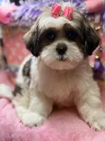 Lucy, a female Mal Shi for sale in Cooper City, FL – Photo 1 of 7