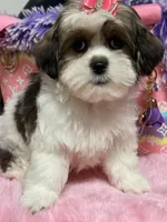 Lucy, a female Mal Shi for sale in Cooper City, FL – Photo 5 of 7