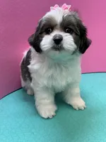 Lucy, a female Mal Shi for sale in Cooper City, FL – Photo 2 of 7