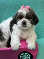 Lucy, a female Mal Shi for sale in Cooper City, FL – Photo 6 of 7