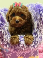 lily, a female Poodle for sale in Cooper City, FL – Photo 6 of 6