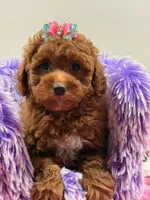 lily, a female Poodle for sale in Cooper City, FL – Photo 2 of 6