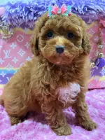 lily, a female Poodle for sale in Cooper City, FL – Photo 5 of 6