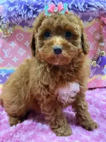 lily, a female Poodle for sale in Cooper City, FL – Photo 1 of 6