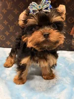 cody, a male Yorkshire Terrier for sale in Cooper City, FL – 7 of 7