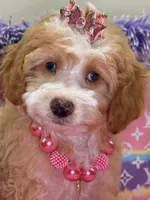 Mimi, a female Cavapoo for sale in Cooper City, FL – 2 of 8
