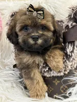 Teddy, a male Shihpoo for sale in Cooper City, FL – Photo 7 of 9