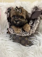 Teddy, a male Shihpoo for sale in Cooper City, FL – Photo 6 of 9