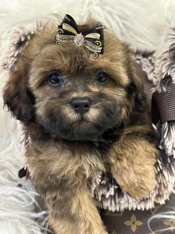 Teddy, a male Shihpoo for sale in Cooper City, FL – Photo 1 of 9