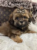 Teddy, a male Shihpoo for sale in Cooper City, FL – Photo 5 of 9