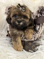 Teddy, a male Shihpoo for sale in Cooper City, FL – Photo 3 of 9