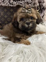 Teddy, a male Shihpoo for sale in Cooper City, FL – Photo 2 of 9